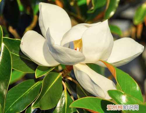 木兰花花语是什么 木兰花和玉兰花的区别
