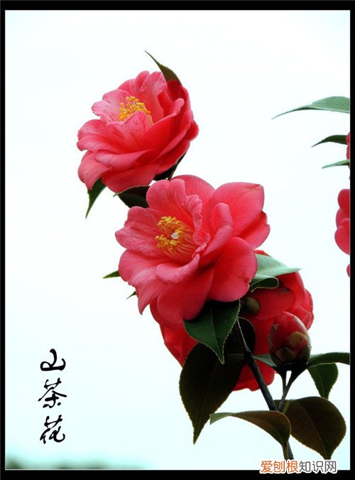 山茶花花语及代表意义 山茶花的功效与作用有哪些