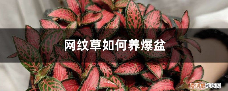 网纹草如何养爆盆扦插 网纹草如何养爆盆