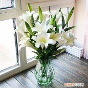 百合花的功效与作用 百合花可以与玫瑰花一起泡吗