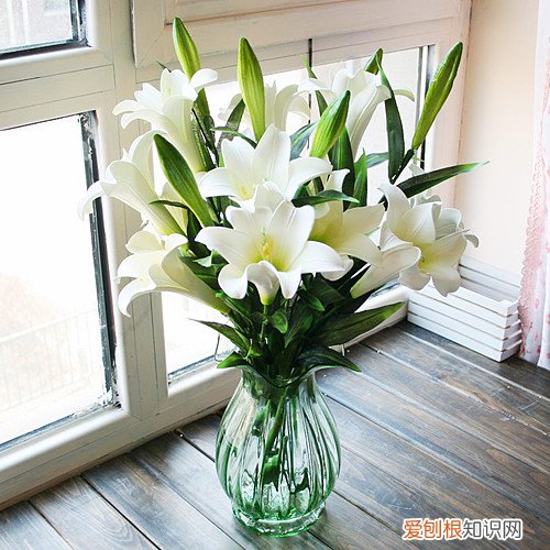 百合花的功效与作用 百合花可以与玫瑰花一起泡吗