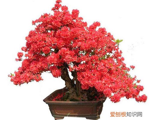 杜鹃花盆景图片鉴赏 如何自制出漂亮的杜鹃花盆景