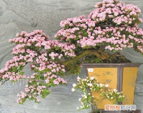 杜鹃花盆景图片鉴赏 如何自制出漂亮的杜鹃花盆景