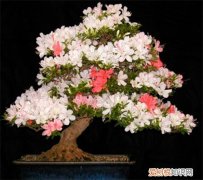 杜鹃花盆景图片鉴赏 如何自制出漂亮的杜鹃花盆景