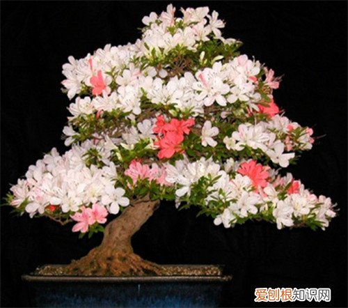杜鹃花盆景图片鉴赏 如何自制出漂亮的杜鹃花盆景