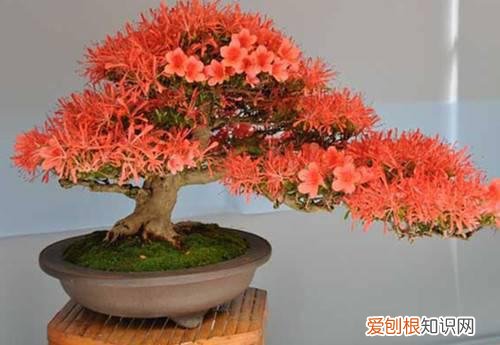 杜鹃花盆景图片鉴赏 如何自制出漂亮的杜鹃花盆景