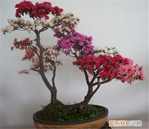 杜鹃花盆景图片鉴赏 如何自制出漂亮的杜鹃花盆景