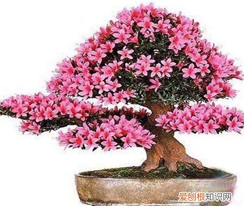 杜鹃花盆景图片鉴赏 如何自制出漂亮的杜鹃花盆景
