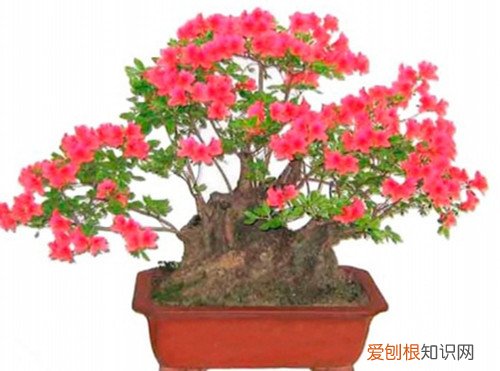 杜鹃花盆景图片鉴赏 如何自制出漂亮的杜鹃花盆景