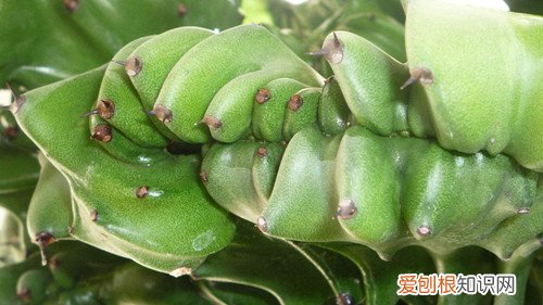 金麒麟花养殖方法 金麒麟花形态特征