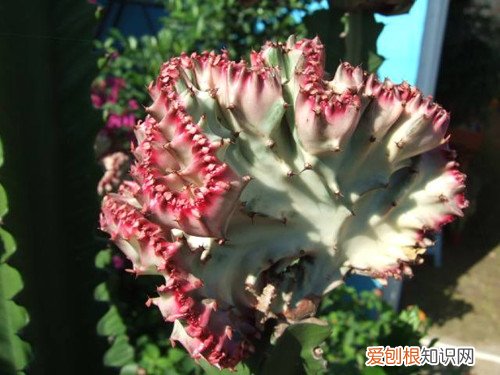 金麒麟花养殖方法 金麒麟花形态特征