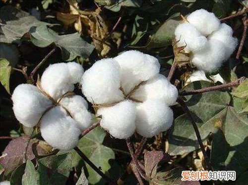 棉花种子贮藏注意事项 哪些棉花种子不能用