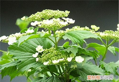 天目琼花有什么功效天目琼花如何种植
