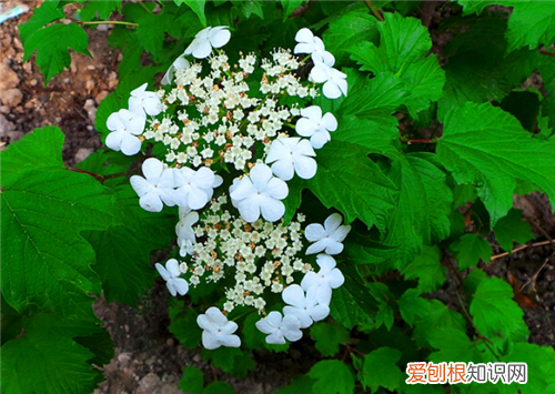 天目琼花有什么功效天目琼花如何种植