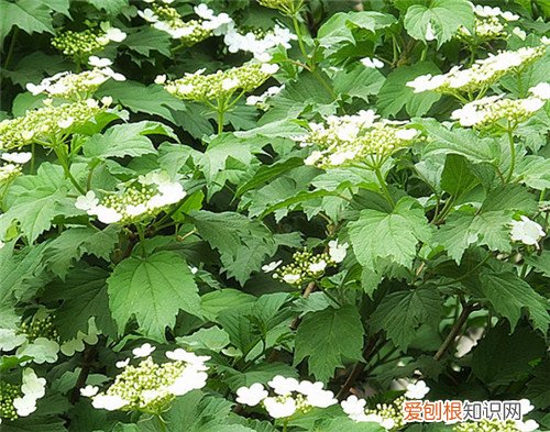 天目琼花有什么功效天目琼花如何种植