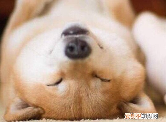 柴犬舌头黑紫色正常吗 柴犬舌头黑紫色不正常