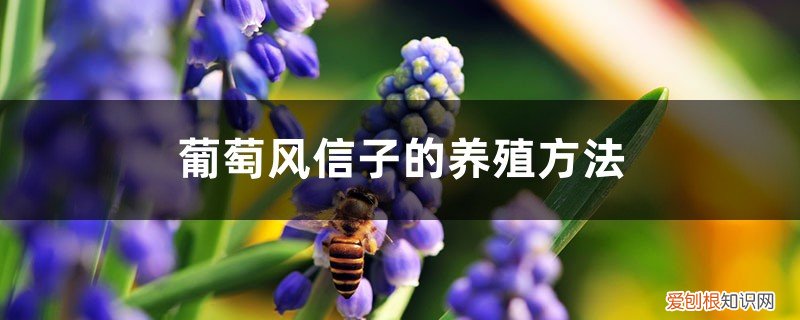 葡萄风信子的养殖方法与注意事项 葡萄风信子的养殖方法