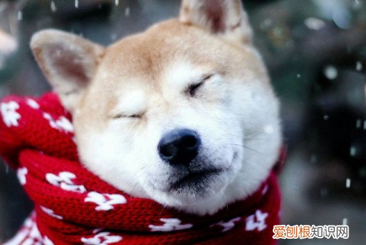 柴犬是只认一个主人吗 柴犬是只认一个主人