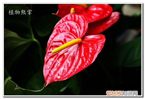 熊掌花的花语是什么 熊掌花摆室内对人好吗