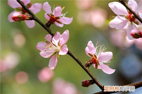 三月开什么花什么花适合放在卧室