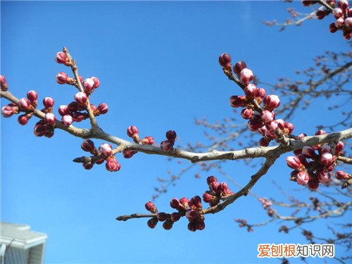 三月开什么花什么花适合放在卧室