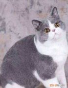 英短三个月是什么样子，三个月的英短蓝猫一般多少斤