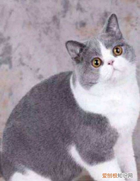 英短三个月是什么样子，三个月的英短蓝猫一般多少斤