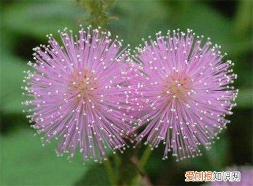 含羞草会开花吗 怎样养好含羞草