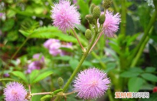 含羞草会开花吗 怎样养好含羞草