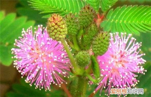 含羞草会开花吗 怎样养好含羞草