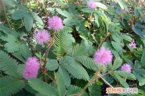 含羞草会开花吗 怎样养好含羞草