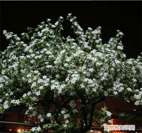 六月雪什么时候开花 六月雪有什么功效
