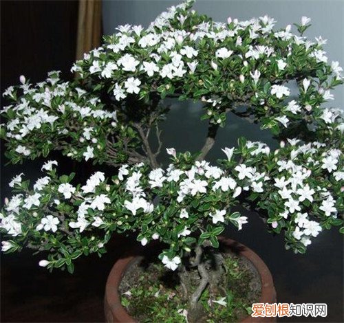 六月雪什么时候开花 六月雪有什么功效