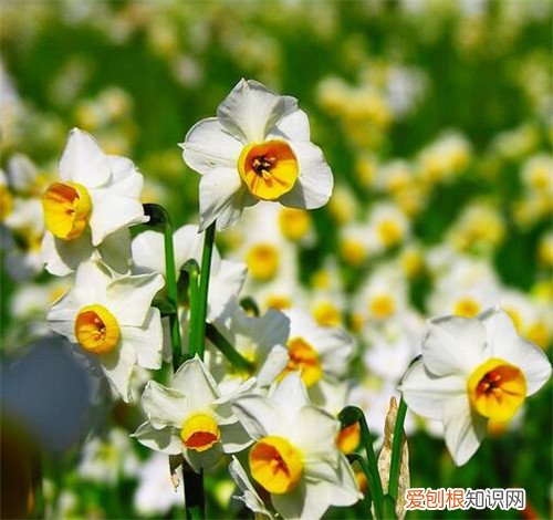 水仙花有什么作用 孕妇能养水仙花吗