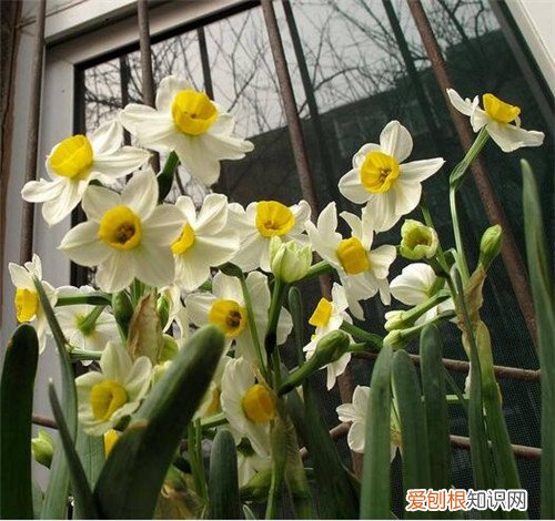 水仙花有什么作用 孕妇能养水仙花吗