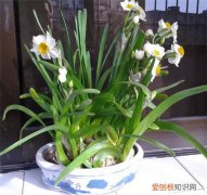 水仙花有什么作用 孕妇能养水仙花吗