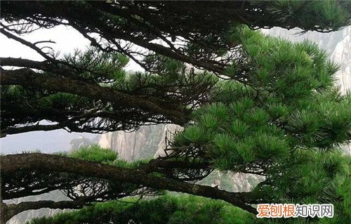 松树的作用是什么 松树的神奇功效介绍
