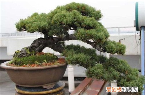 松树的作用是什么 松树的神奇功效介绍