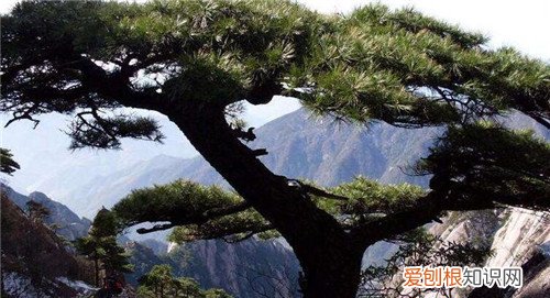 松树的作用是什么 松树的神奇功效介绍