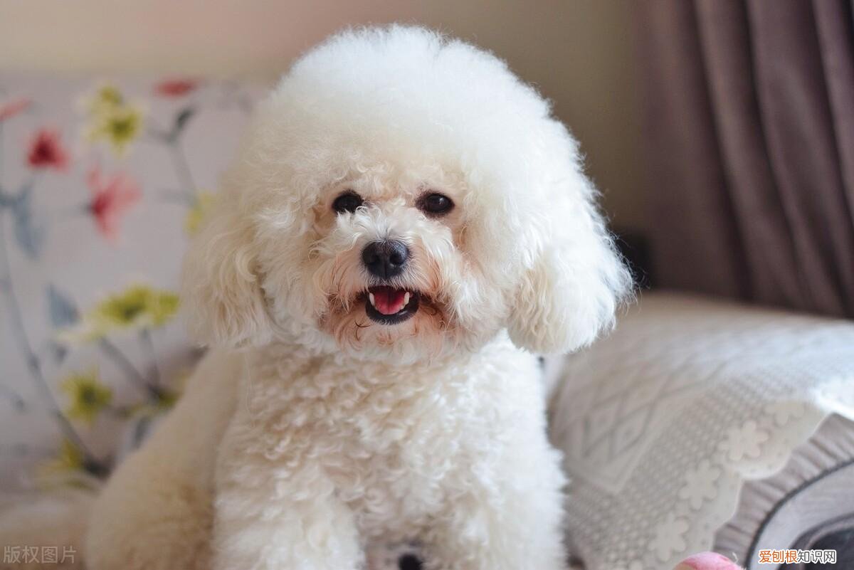 老年比熊犬的日常养护，养比熊11年，日常养护不生病的技巧