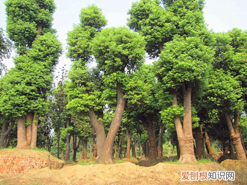 香樟树的作用有哪些香樟树一棵多少钱