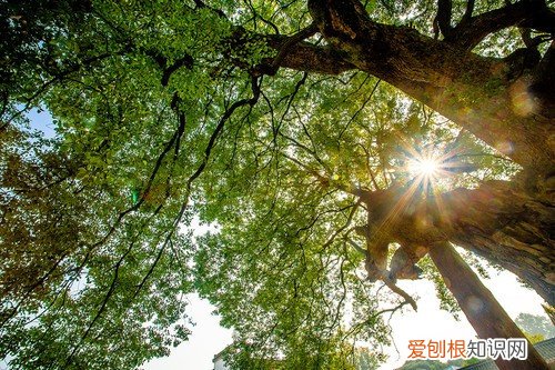 香樟树的作用有哪些香樟树一棵多少钱