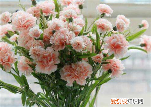 康乃馨花语是什么康乃馨代表什么意思