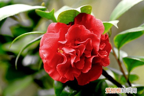冬天有什么花绽放 盛开在腊月寒冬中的鲜花集锦