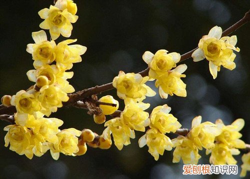 冬天有什么花绽放 盛开在腊月寒冬中的鲜花集锦