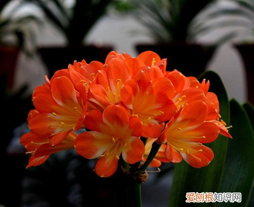 冬天有什么花绽放 盛开在腊月寒冬中的鲜花集锦