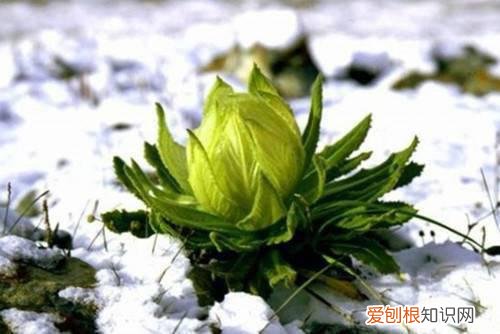 冬天有什么花绽放 盛开在腊月寒冬中的鲜花集锦