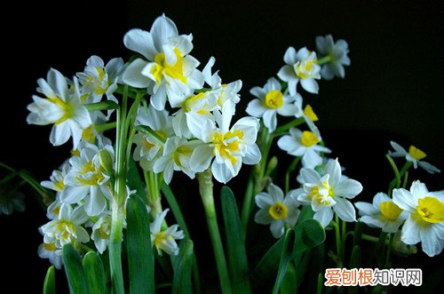 冬天有什么花绽放 盛开在腊月寒冬中的鲜花集锦