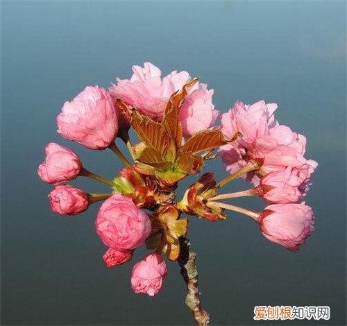 海棠花有毒吗 海棠花适合放卧室吗