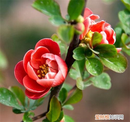 海棠花有毒吗 海棠花适合放卧室吗